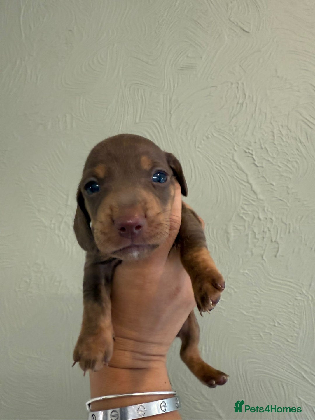 Miniature Dachshund dogs for sale: Miniature dachshunds  - Image 25