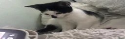 Mixed Breed cats for sale: Gorgeous black and white male kitten  - Advert 4