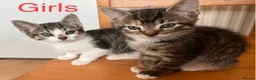 Mixed Breed cats for sale: Beautiful kittens - Advert 17