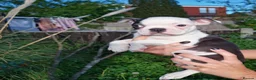 Boston Terrier dogs for sale: Last Boston pup left!!! Reduced  - Advert 7