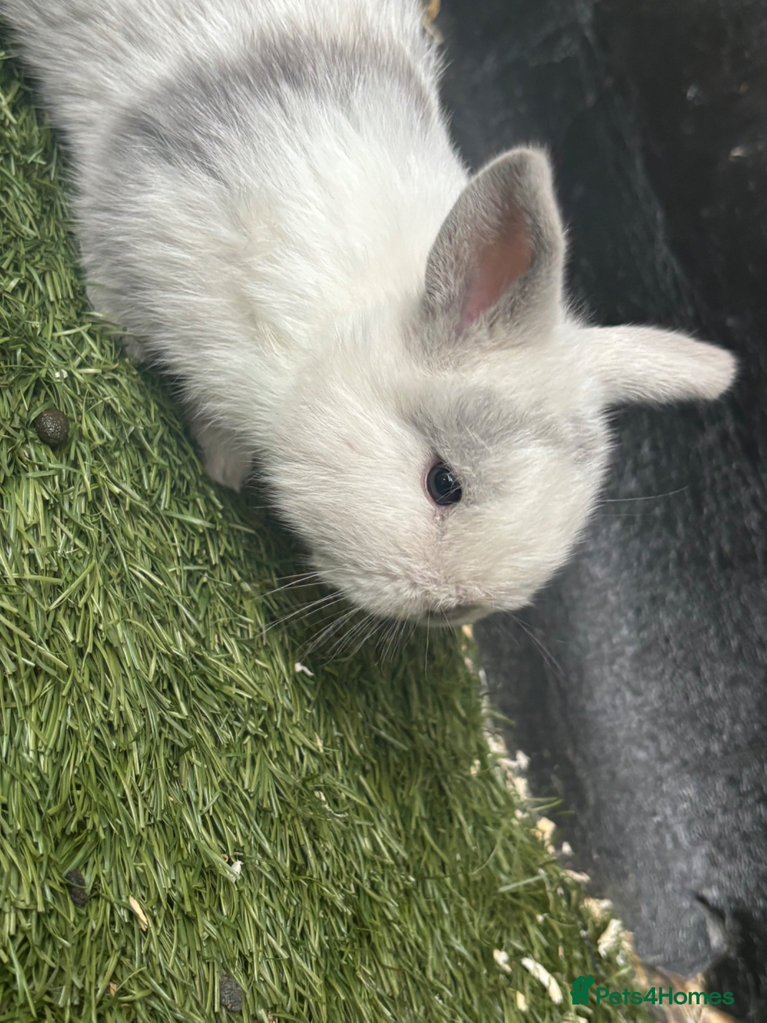 Mini Lop rabbits for sale: 3 mini lops  - Advert 4