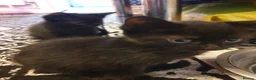 Mixed Breed cats for sale: 2 fluffy kittens - Advert 3