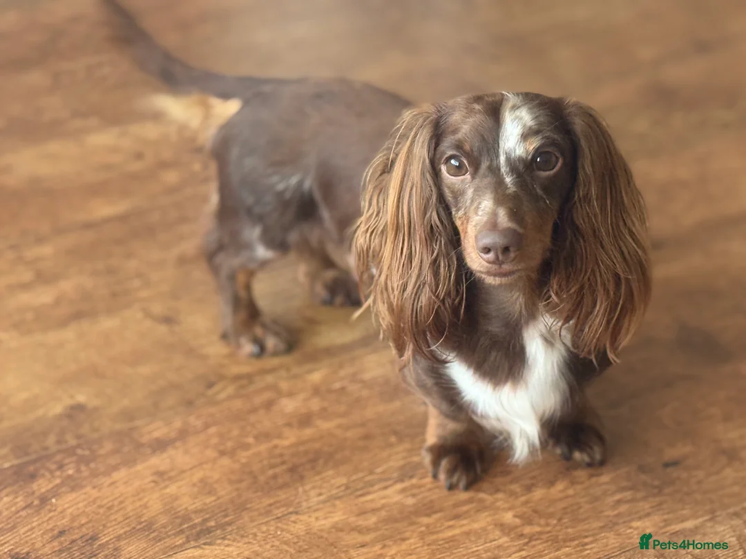 Miniature Dachshund dogs for sale: miniature Dachshund - Advert 3