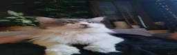 Maine Coon cats for sale: Tica!! Amazing kittens - Advert 23