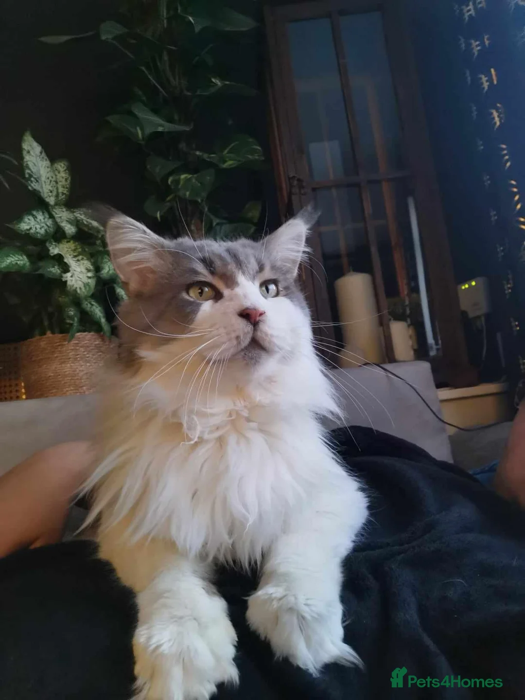 Maine Coon cats for sale: Tica!! Amazing kittens - Advert 23