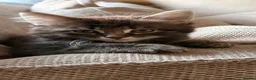 Maine Coon cats for sale: Maine coon cross kittens - Advert 13
