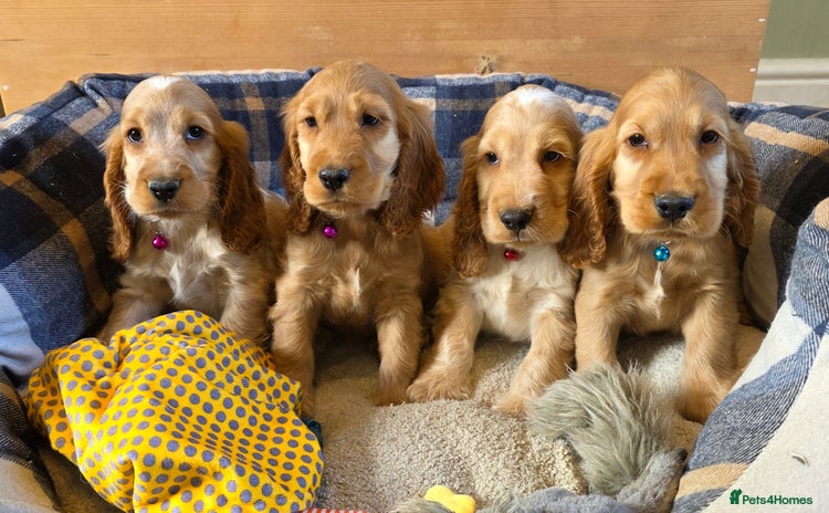 Cocker Spaniel dogs - Advert 2