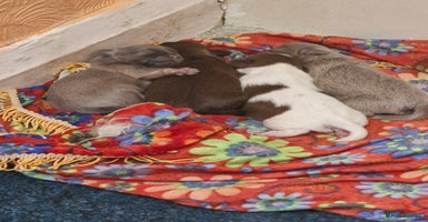 Shih Tzu dogs - Advert 9