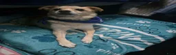 Mixed Breed dogs for adoption: Pippin for adoption in Hamilton - Advert 3