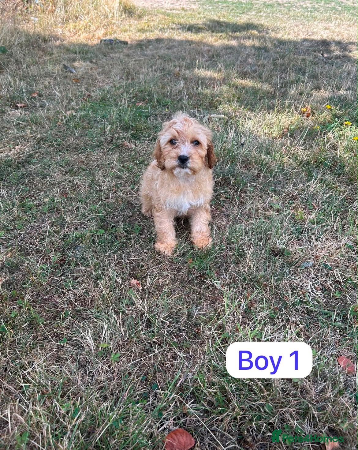 Cavapoo dogs Cavapoo puppy’s  - Advert 4
