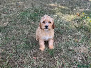 Cavapoo dogs Cavapoo puppy’s - Advert 4