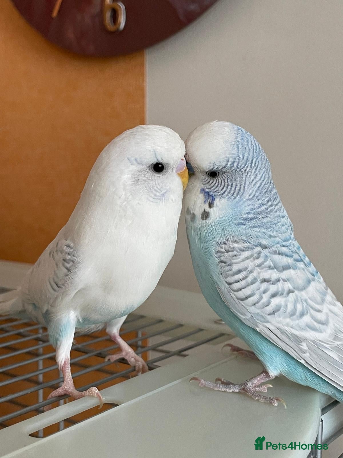 Budgerigars birds Budgie Pair (1 Male & 1 Female) with Cage – £120 - Advert 13