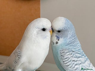 Budgerigars birds Budgie Pair (1 Male & 1 Female) with Cage – £120 - Advert 2