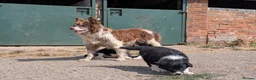Border Collie dogs for sale: Border Collie Puppies for sale - Advert 7
