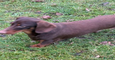 Miniature Dachshund dogs Rudi: The Silent Soul Who Survived the Unthinkable - Advert 7