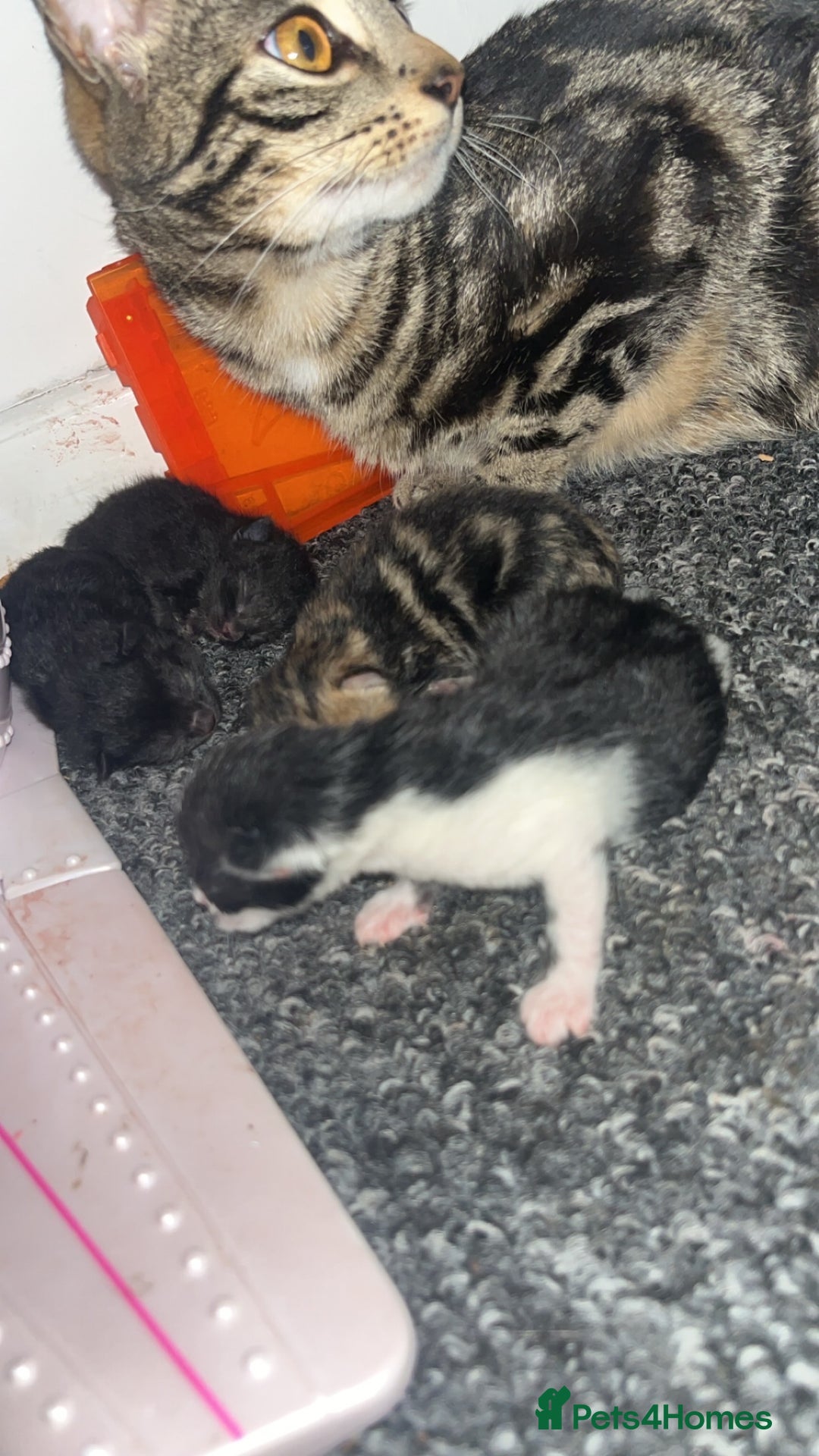 Domestic Shorthair cats for sale: Female kitten  - Advert 6