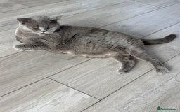 British Shorthair cats for sale: British Shorthair Black - Image 1
