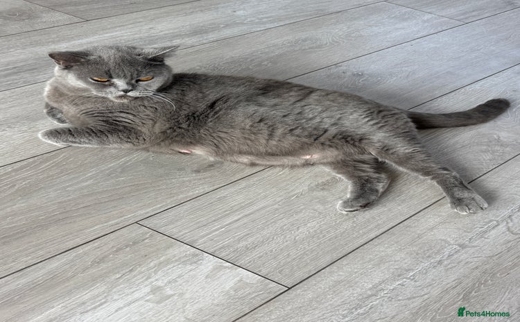 British Shorthair cats - Advert 16