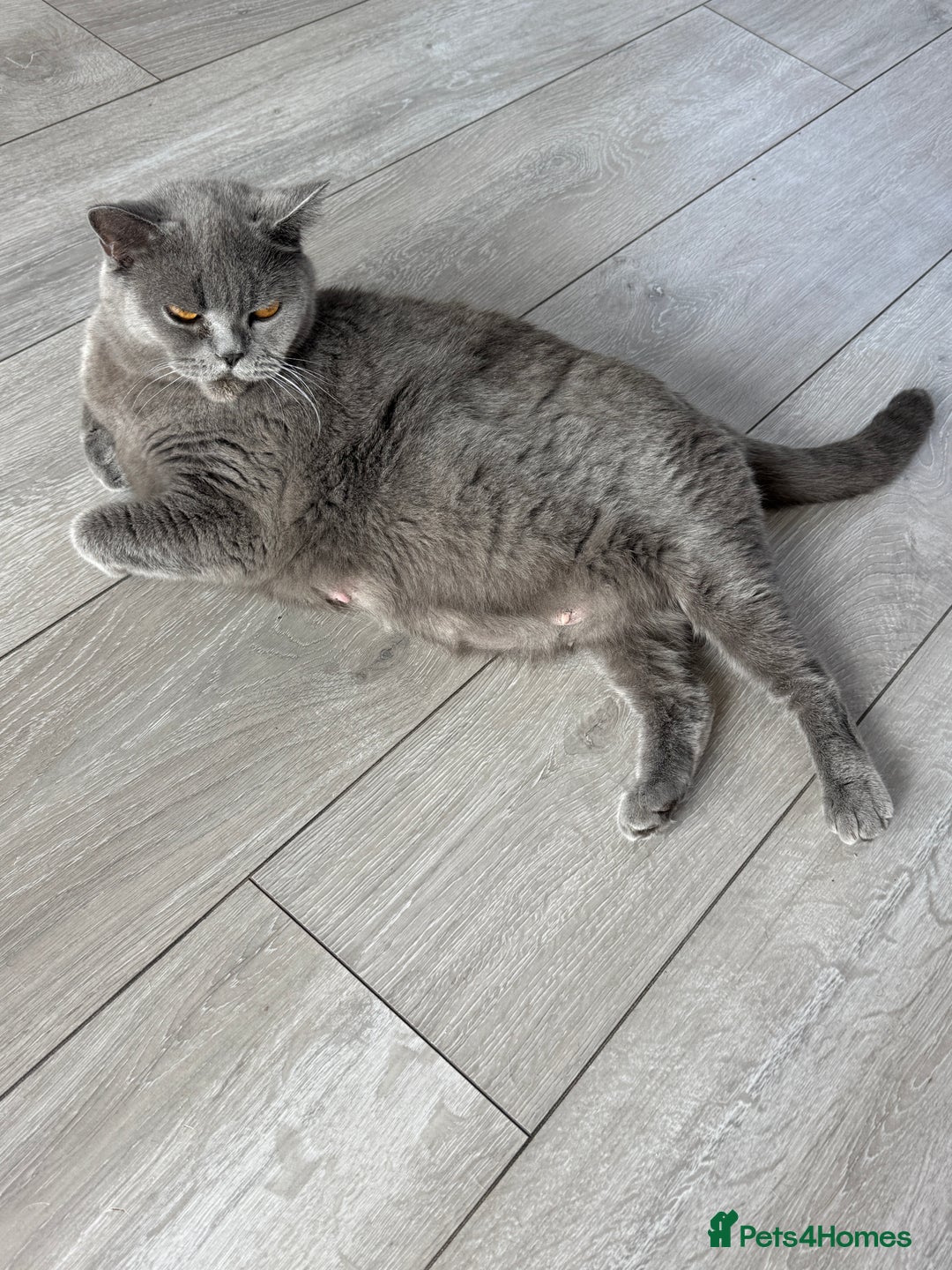British Shorthair cats for sale: British Shorthair Black - Image 1