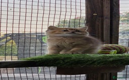 British Shorthair cats for sale: Pedigree British Short-hair kittens  - Image 20