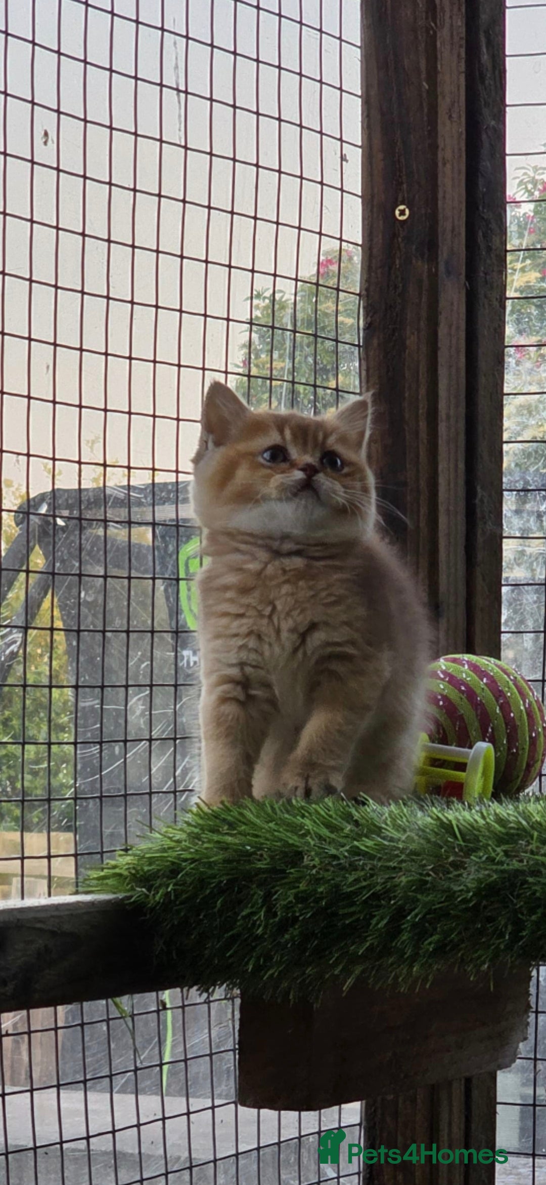 British Shorthair cats for sale: Pedigree British Short-hair kittens  - Image 20