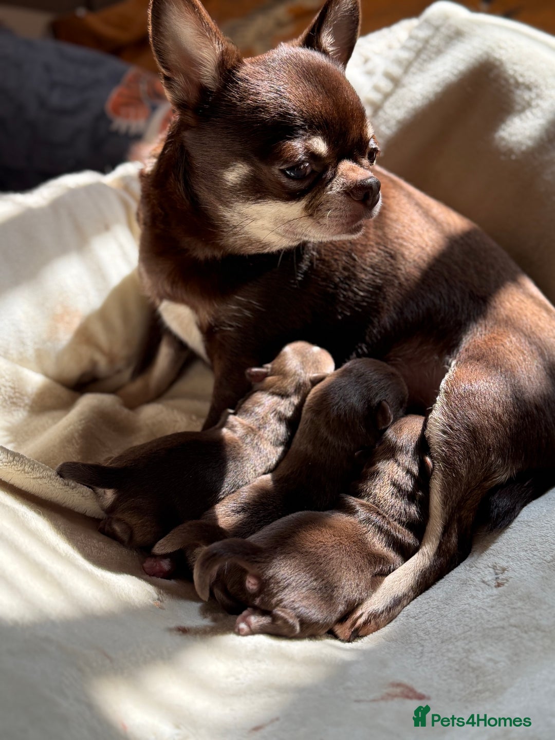 Chihuahua dogs for sale: KC reg LC choc boy - health tested parents  - Image 8