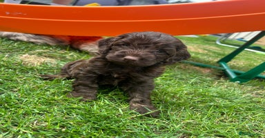 Cockapoo dogs - Advert 7