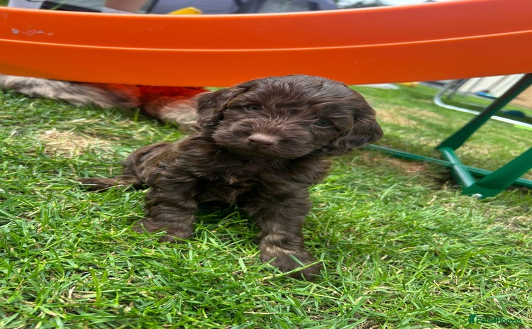 Cockapoo dogs - Advert 5