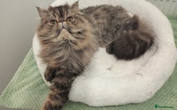 Persian cats for sale: Lovely boy rehoming  - Image 10