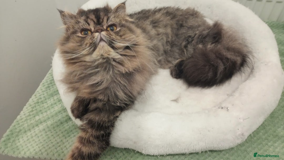 Persian cats for sale: Lovely boy rehoming  - Image 10