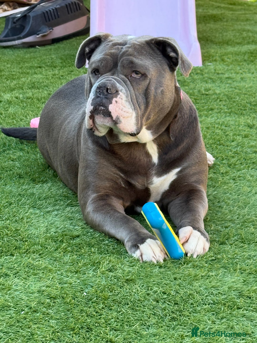 Olde English Bulldogge dogs for sale: Olde English bulldog - Image 1