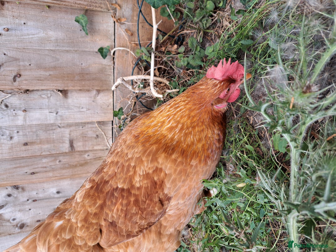 Chickens poultry for sale: Healthy, Happy ISA Brown Hen - Image 6