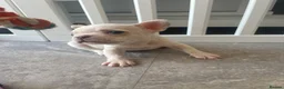 French Bulldog dogs for sale: Platinum French Bulldog Puppy - Advert 6