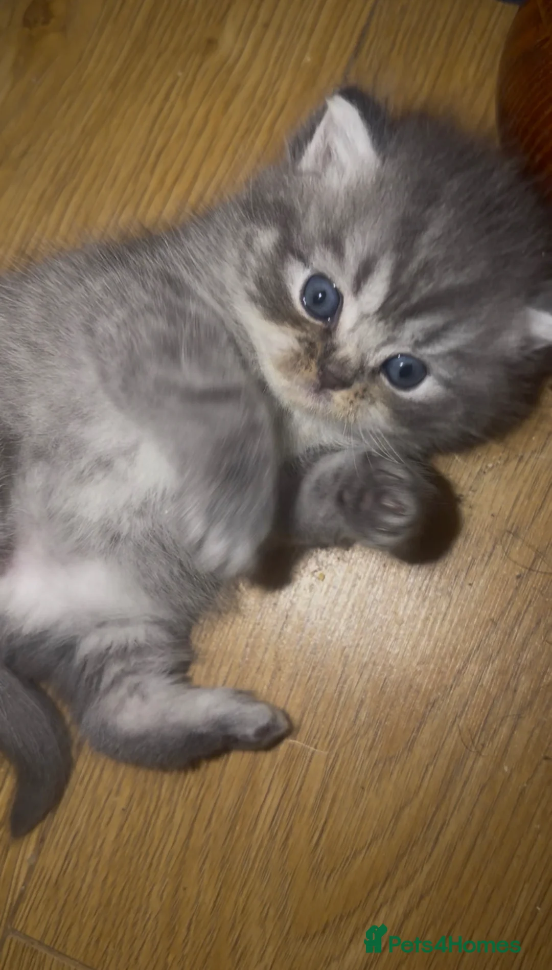 Mixed Breed cats for sale: Persian with fold British  - Advert 2