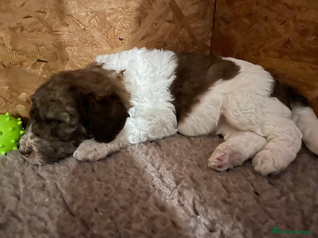 Mixed Breed dogs for sale: St Berdoodle ( St Bernard x Standard poodle) - Image 10