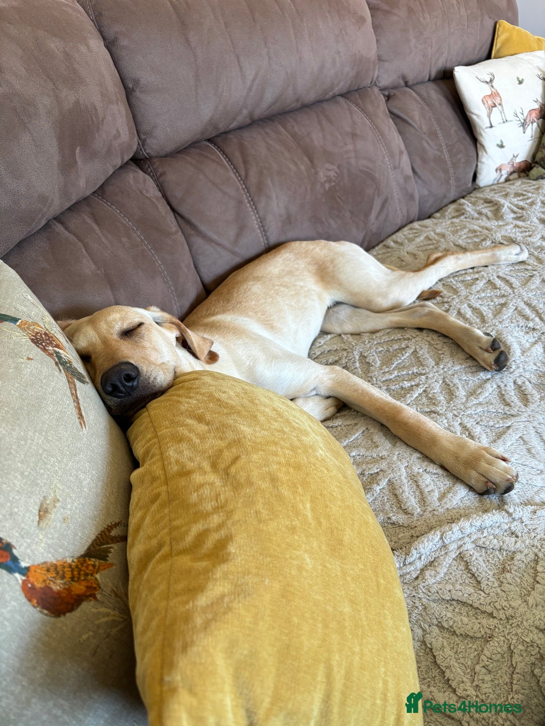 Mixed Breed dogs for sale: New foster or adoption home needed🏡 - Image 6