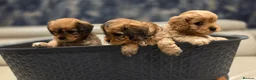 Cavapoo dogs for sale: Beautiful Cavapoo Puppies – Ready from 7th March - Advert 16