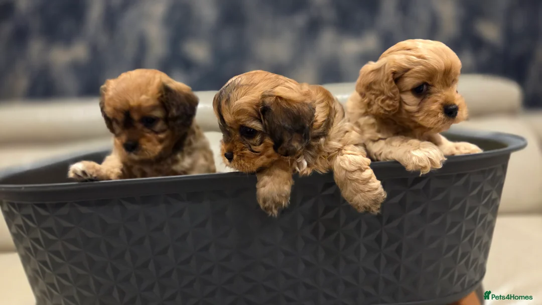 Cavapoo dogs for sale: Beautiful Cavapoo Puppies – Ready from 7th March - Advert 16