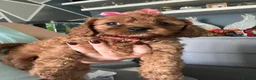 Cavapoo dogs for sale: Cavapoo F2 - Advert 17