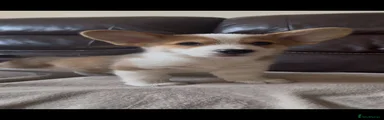 Welsh Corgi Pembroke 2