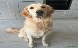 Golden Retriever dogs for sale: Exceptional Litter of Golden Retriever Puppies  - Image 2