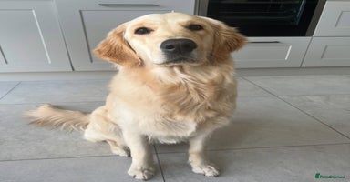 Golden Retriever dogs - Advert 8