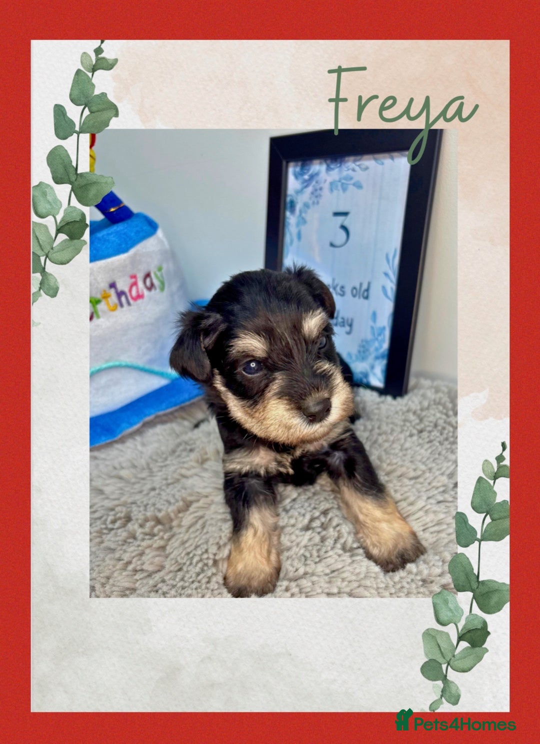 Miniature Schnauzer dogs for sale: Adorable KC registered Miniature Schnauzers - Image 11