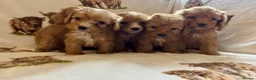 Cockapoo dogs for sale: F1 health clear cockapoo puppies  - Advert 11