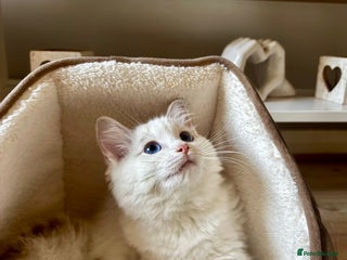 Ragdoll cats Active pedigree Lynx bicolour ragdoll - Advert 17