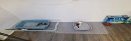 Mixed Breed cats for sale: Handsome Ginger Boy & Adorable Calico Girl - Advert 6