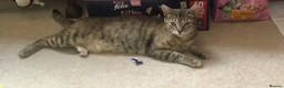 Mixed Breed cats for sale: Rescue affectionate cats - Advert 2