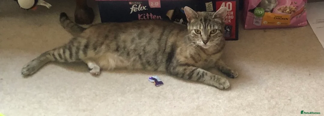 Mixed Breed cats for sale: Rescue affectionate cats - Advert 2