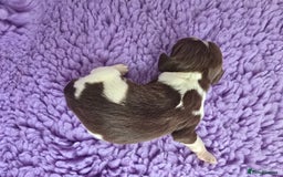 English Springer Spaniel dogs for sale: KC clear DNA vax vetted Springer Pups - Image 13