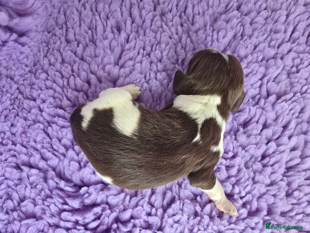 English Springer Spaniel dogs for sale: KC clear DNA vax vetted Springer Pups - Image 13